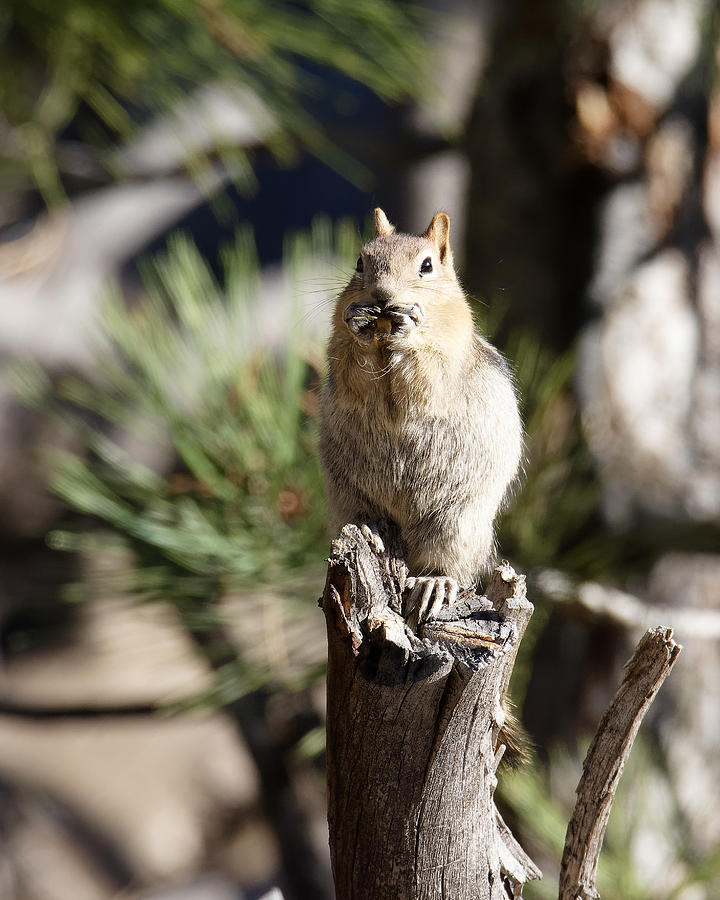 Tee-Hee-Hee -- Golden-Mantled Ground Squirrel in Devils Postpile National Monument, California Photograph by Darin Volpe