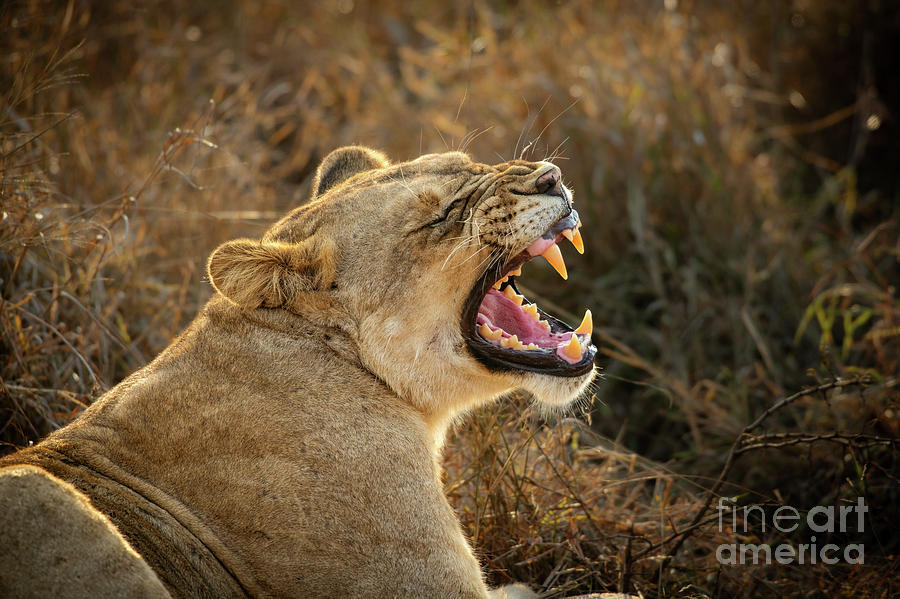 Lion Photograph - Teeth by Jamie Pham