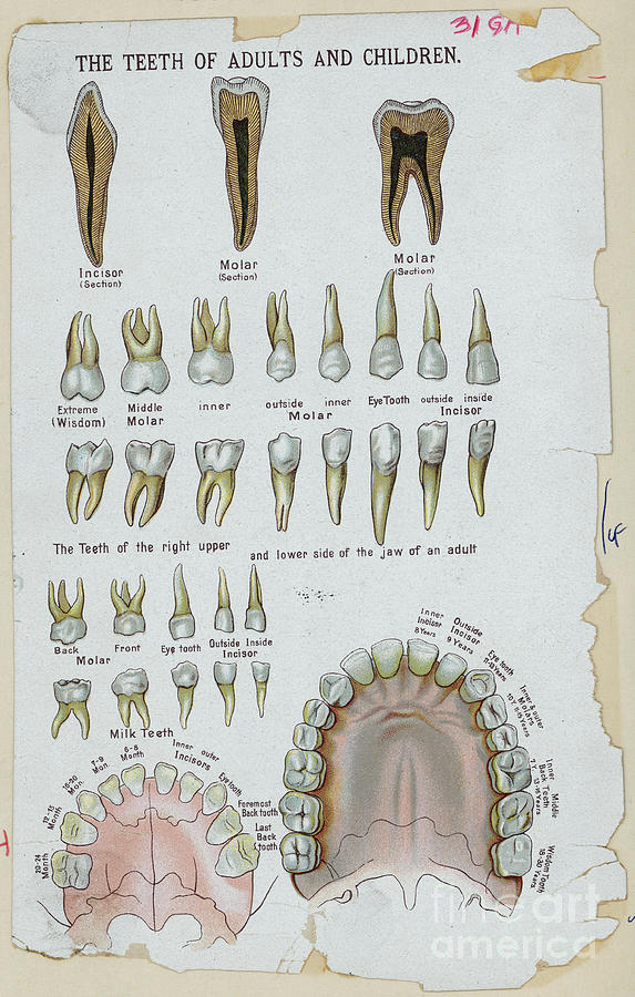 Teeth Of Adults And Children Photograph by Bettmann