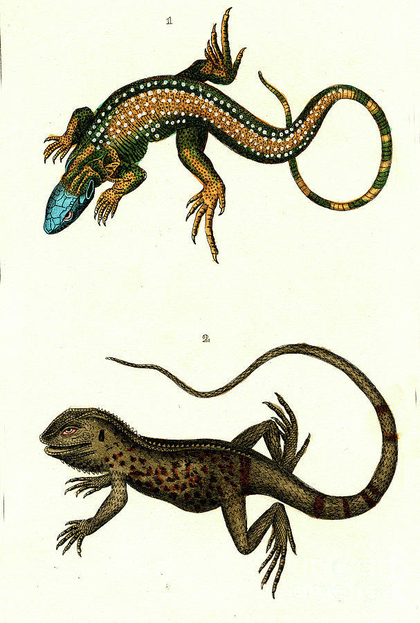 Tegu And Iguanid Lizards Photograph by Collection Abecasis/science ...