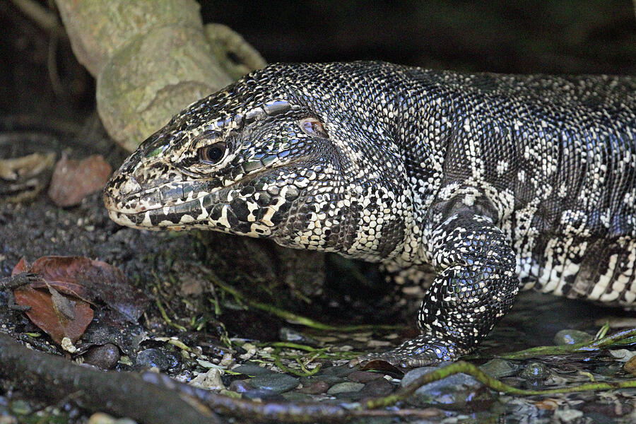 TEGU by Jennifer Robin TEGU by Jennifer Robin