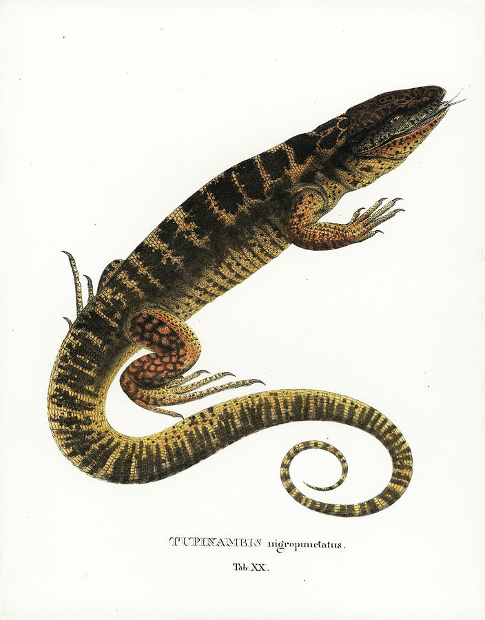 Tegu Drawing by Philippe Schmid