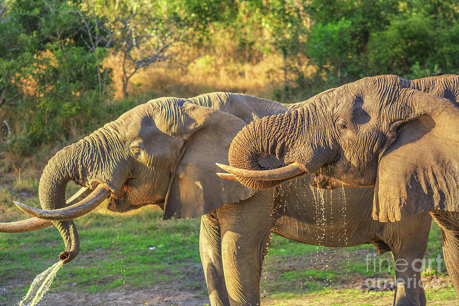 Tembe Elephant Park Photograph by Benny Marty