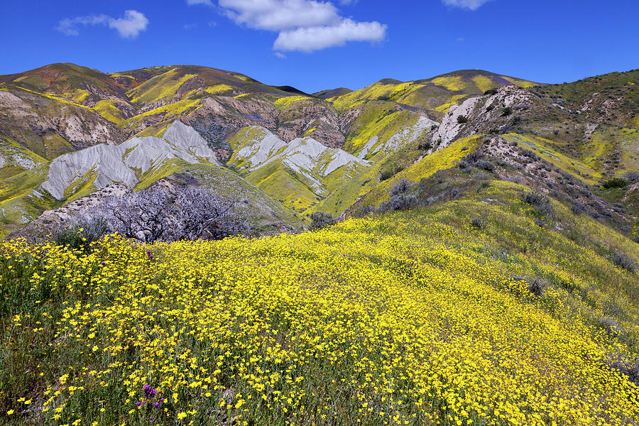 Temblor Range Wildflowers 12 Photograph by Rick Pisio