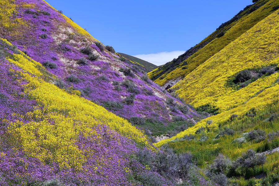 Temblor Range Wildflowers 3 Photograph by Rick Pisio
