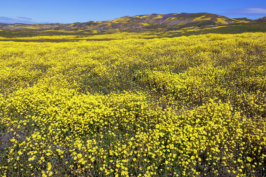 Temblor Range Wildflowers 4 Photograph by Rick Pisio