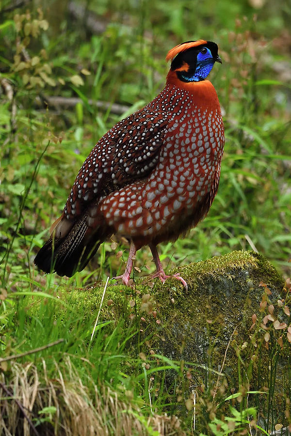 Temminck's Tragopan Male Bird, Sichuan Province, China Photograph by ...