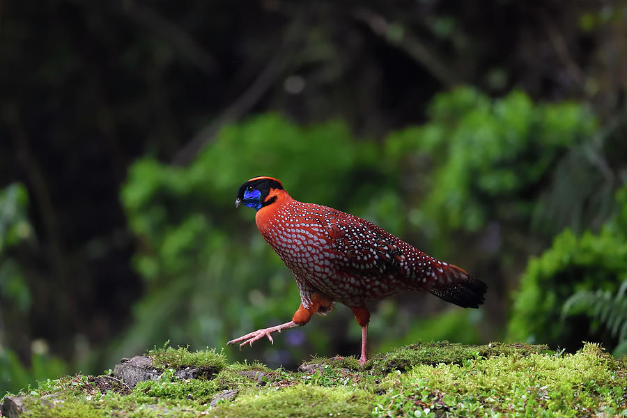 Temmincks Tragopan Pheasant, Sichuan, China Photograph by Staffan ...