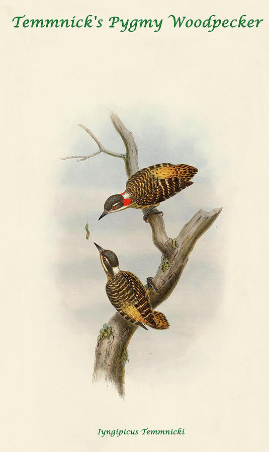 Temmnicks Pygmy Woodpecker Painting by John Gould