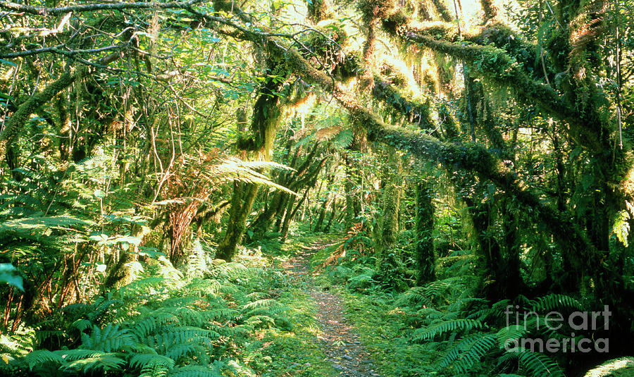 Temperate Rain Forest Photograph by Michael Marten/science Photo Library