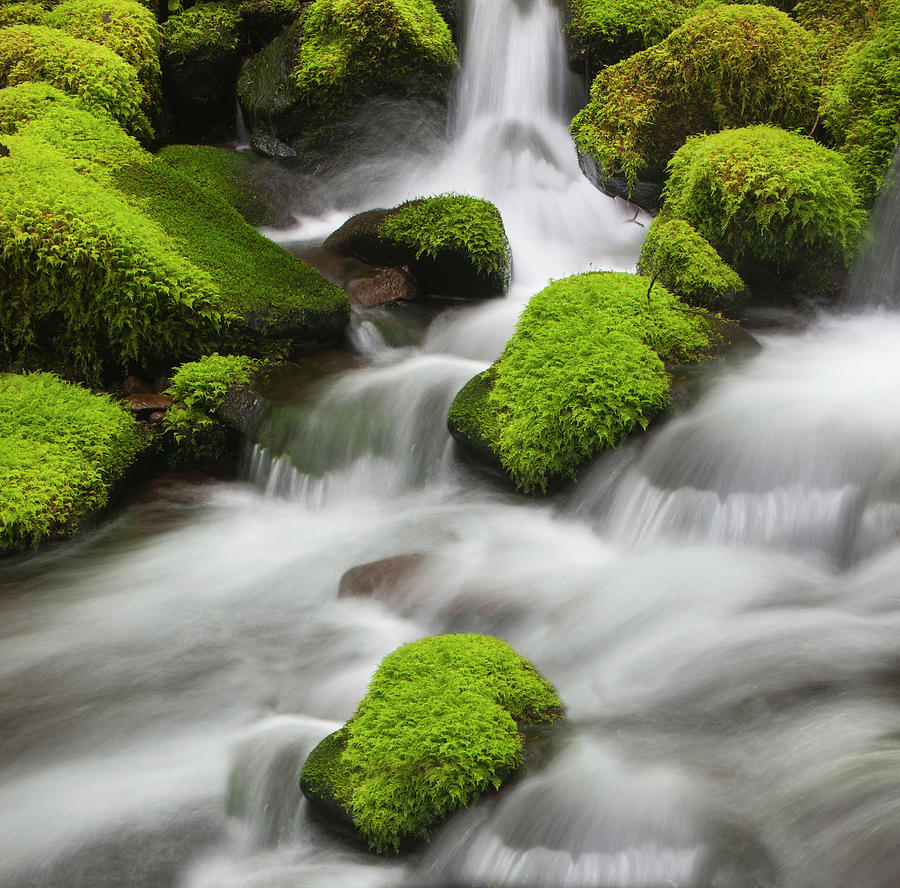 Temperate Rain Forest Stream Photograph by Antonyspencer
