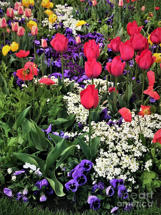 Salt Lake City, Temple Square Flowers Photograph by B Foster