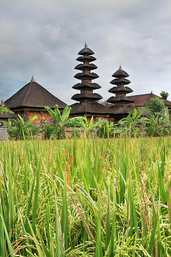 Temples, Paddy Rice Field And Banana Photograph by Andrew Tb Tan