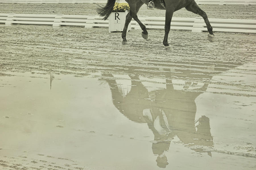 Tempo Mirrored Photograph by Dressage Design