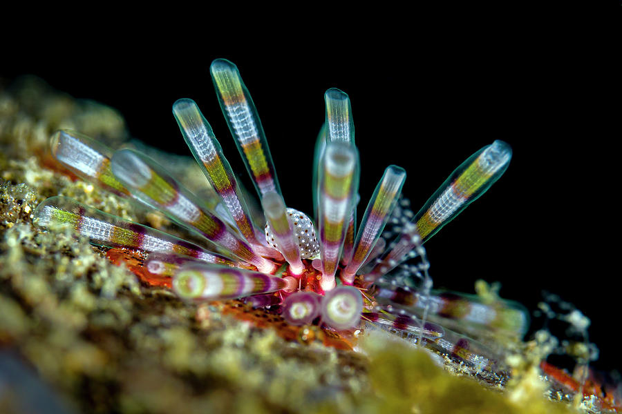 Ten-lined Sea Urchin Eucidaris Photograph by Bruce Shafer