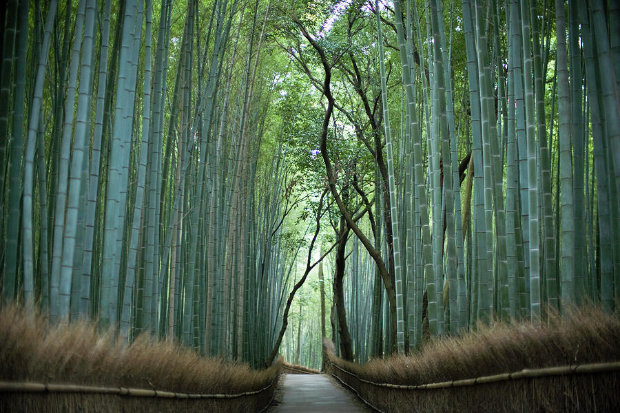 Temple Bamboo