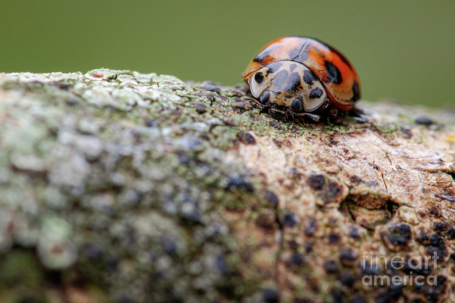 Insects Photograph - Ten-spot Ladybird by Heath Mcdonald/science Photo Library