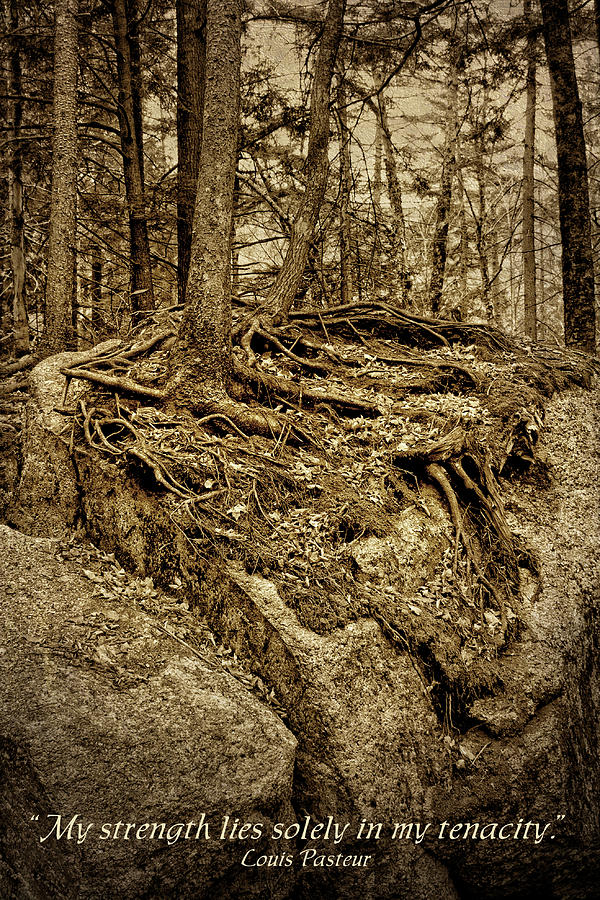 Tenacity - Roots - Inspirational Quote Photograph by Nikolyn McDonald