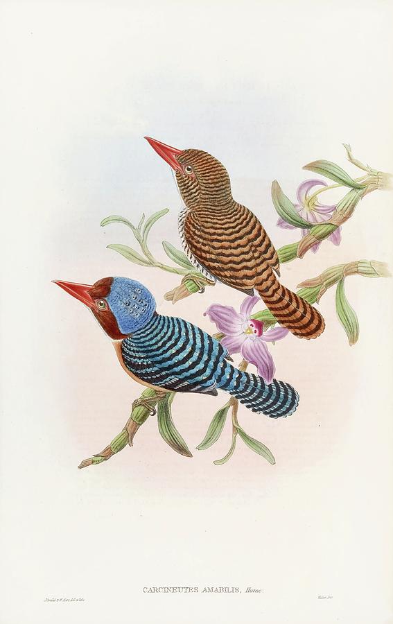 Tenasserim Kingfisher Painting by John Gould Tenasserim Kingfisher Painting by John Gould