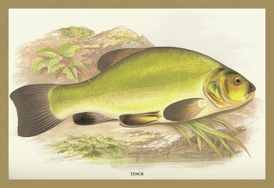 Tench Painting by A.F. Lydon - Fine Art America