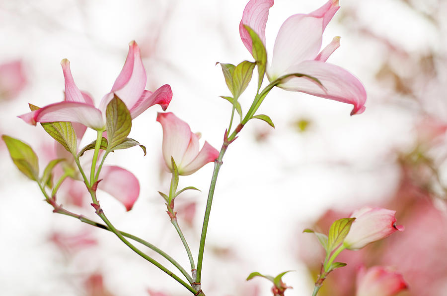 Tender Bloom of Flowering Dogwood 1 Photograph by Jenny Rainbow