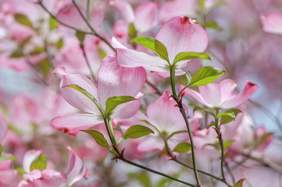 Tender Bloom of Flowering Dogwood 10 Photograph by Jenny Rainbow