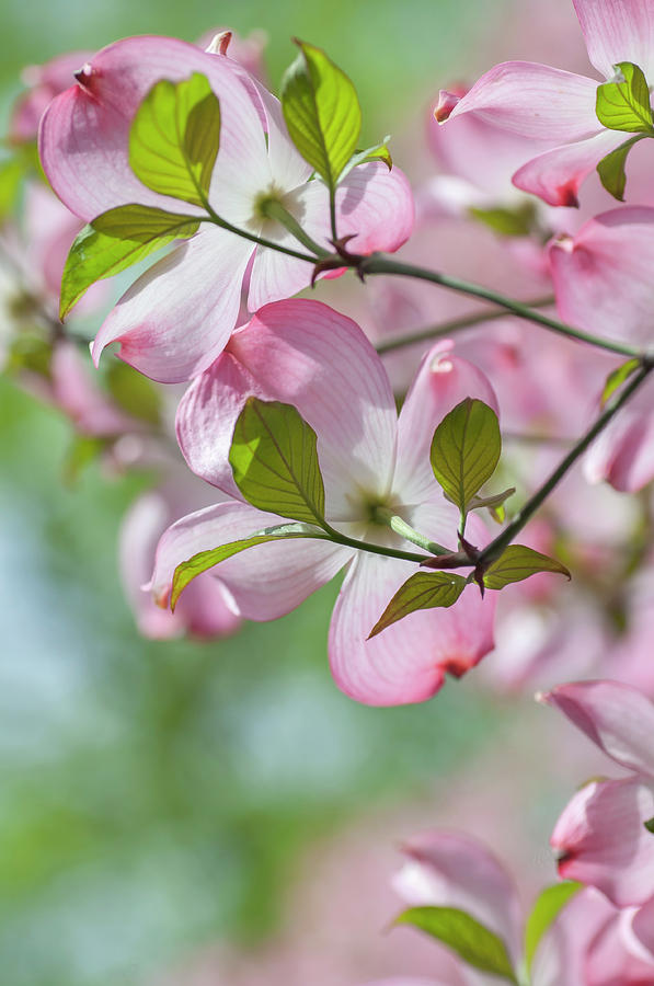 Tender Bloom of Flowering Dogwood 12 Photograph by Jenny Rainbow