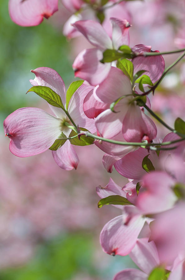 Tender Bloom of Flowering Dogwood 13 Photograph by Jenny Rainbow
