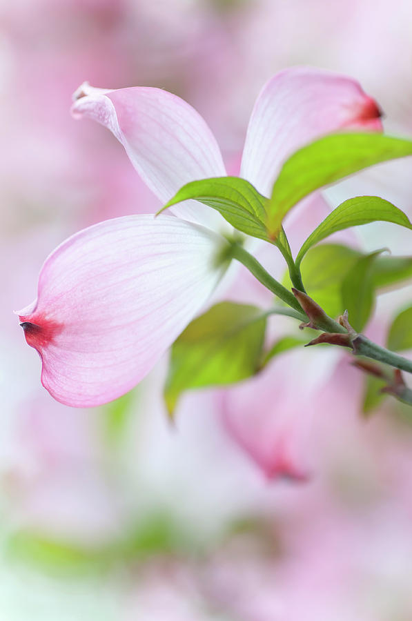 Tender Bloom of Flowering Dogwood 3 Photograph by Jenny Rainbow