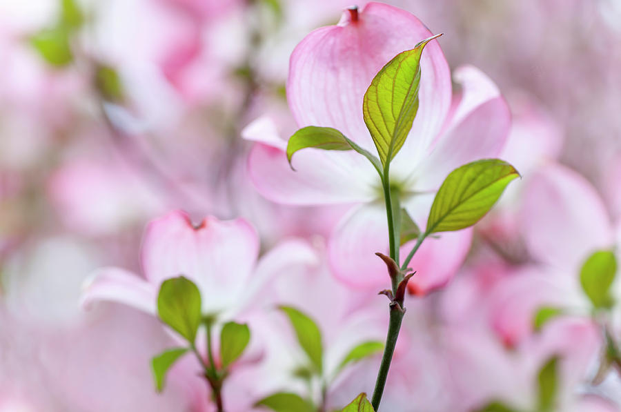 Tender Bloom of Flowering Dogwood 4 Photograph by Jenny Rainbow