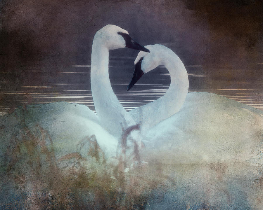 Tender is the Heart  Photograph by Rosette Doyle