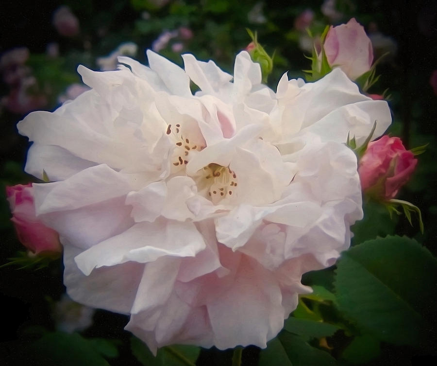 Rose Photograph - Tender Mercies by Elizabeth Tillar