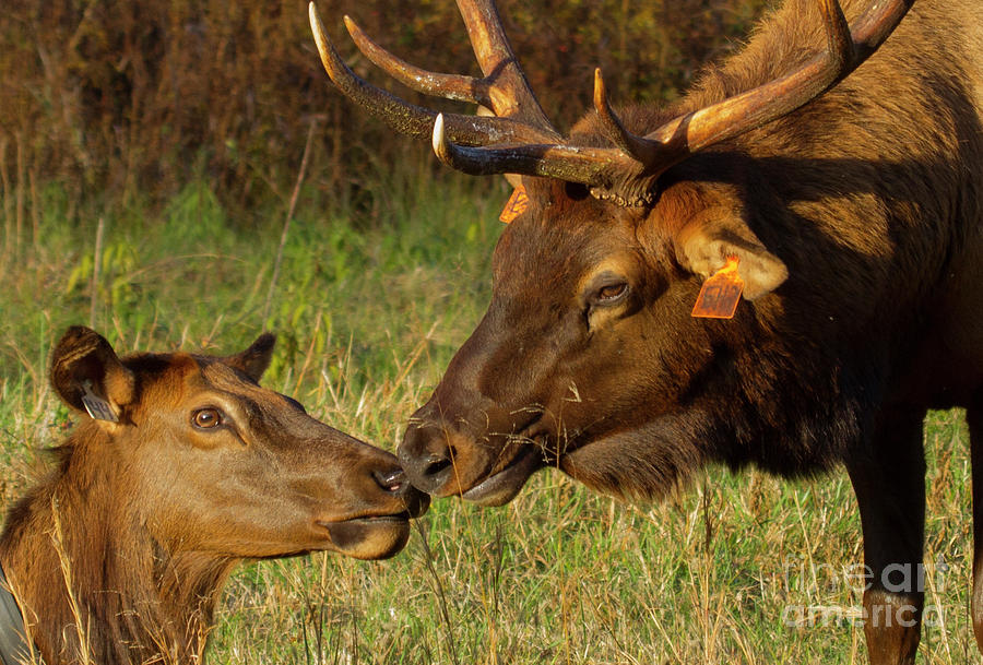 Tender Moment by Photography by Laura Lee Tender Moment by Photography by Laura Lee