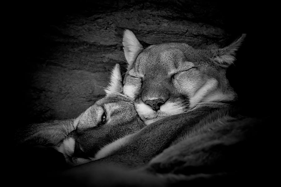 Tenderness 2 BW Photograph by Ernest Echols