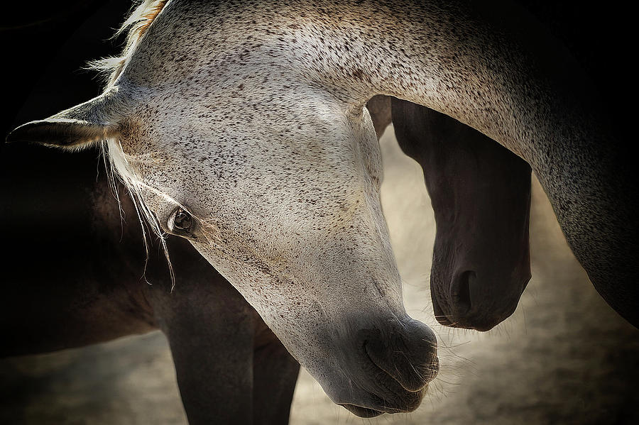 Horse Photograph - Tenderness by Adela Lia