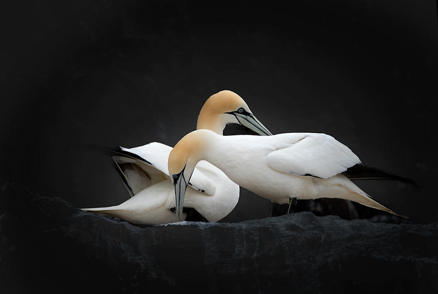 Gannets Photograph - Tenderness by Erik Engstrm