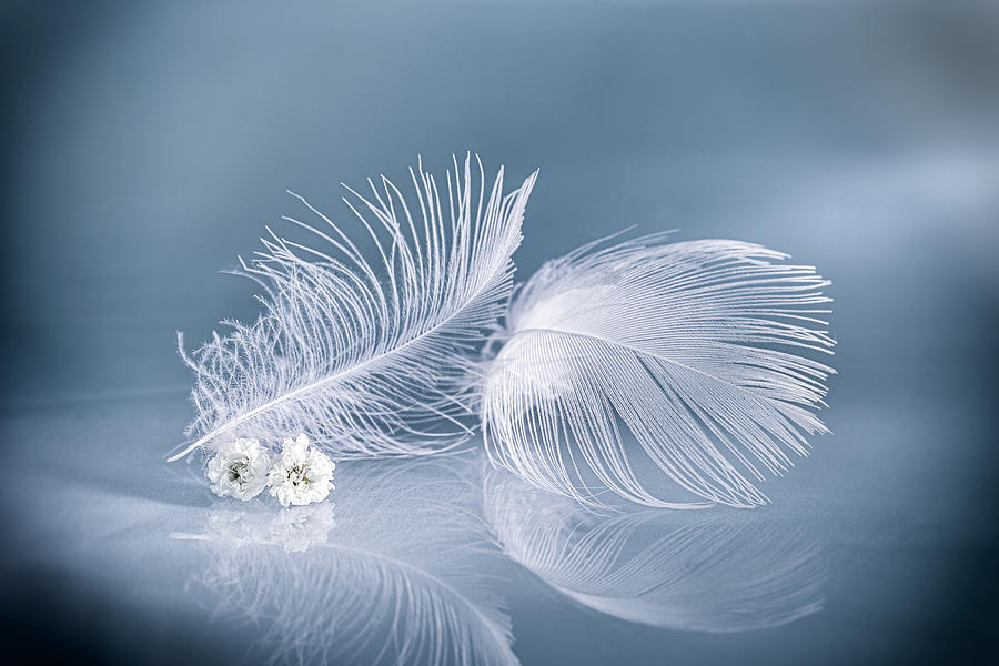 Feather Photograph - Tenderness by Igor Kopcev
