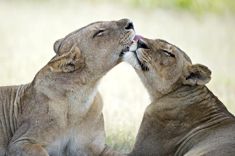 Lion Photograph - Tenderness by Marco Pozzi