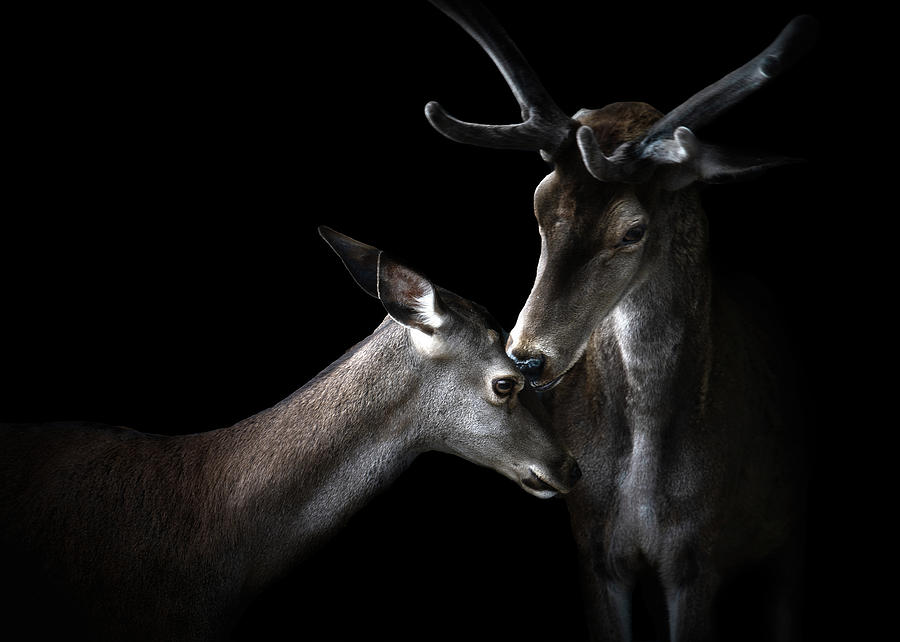 Deer Photograph - Tenderness by Santiago Pascual Buye