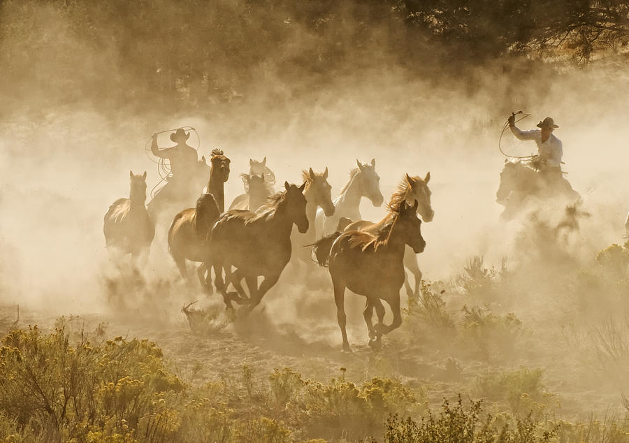 Horse Photograph - Tending The Herd by Stephen Rostler