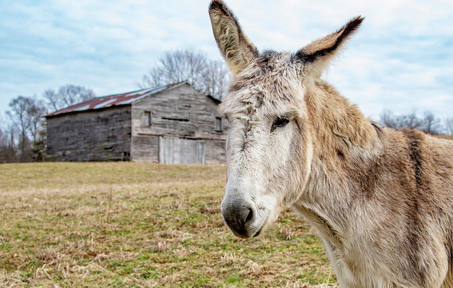 Tennessee Country Mule Photograph by Marcy Wielfaert