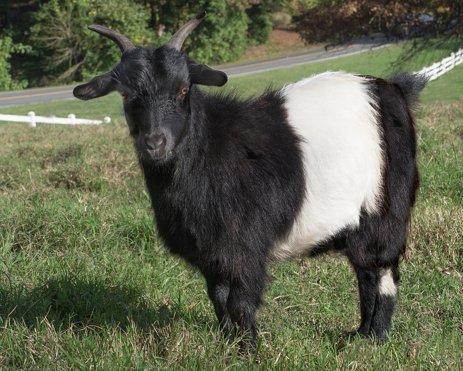 Tennessee Fainting Goat Photograph by Minnie Gallman