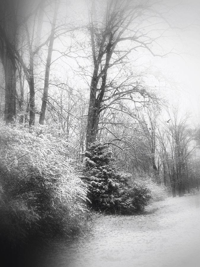 Winter Photograph - Tennessee Snowfall by Dan Stone