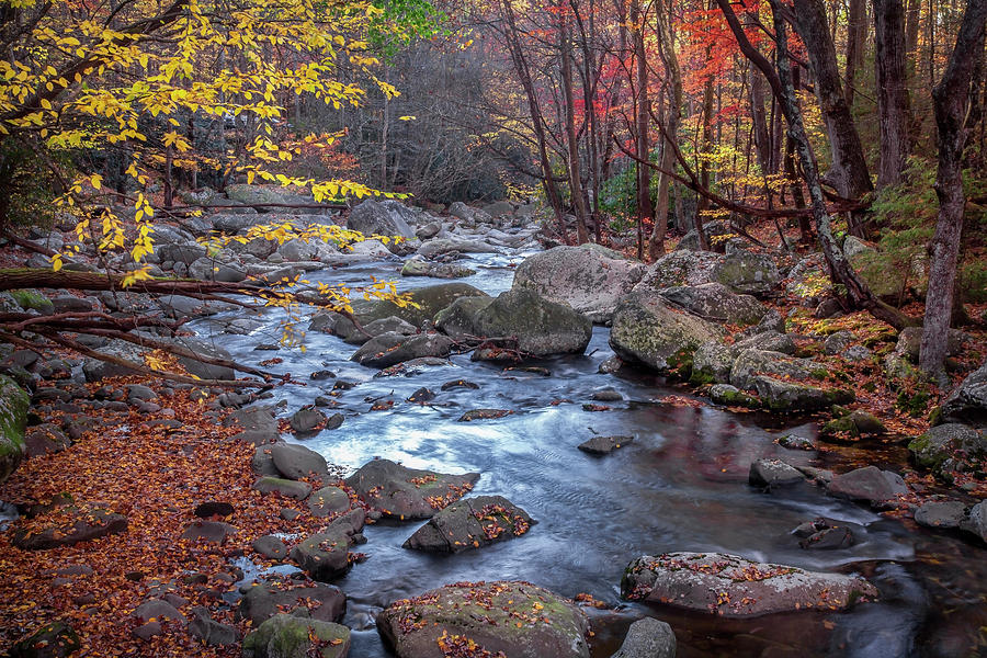 Tennessee Stream Photograph by Harriet Feagin