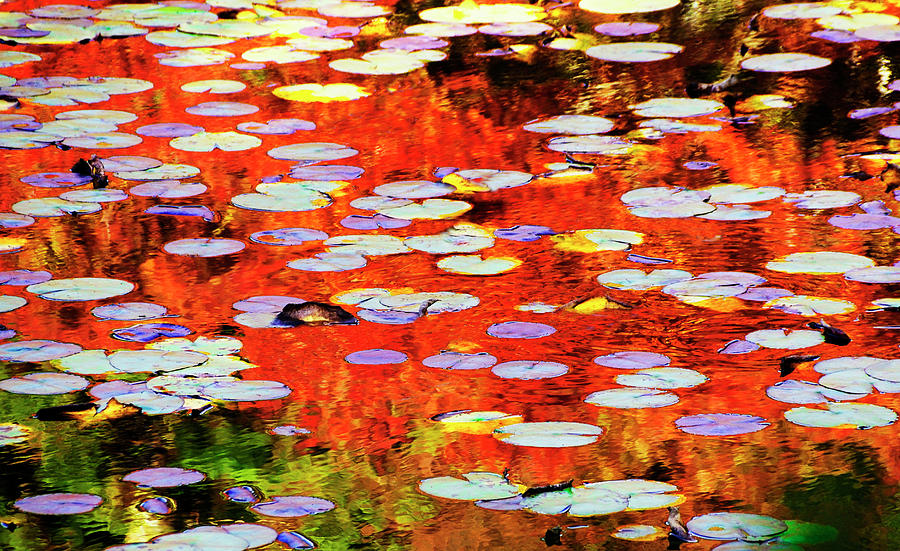 Tenryu-ji Lotus Pond In Autumn Photograph