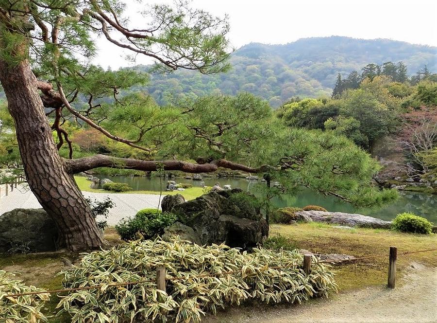 Kyoto Photograph - Tenryu-ji Leaning Pine Tree by Jane Loomis
