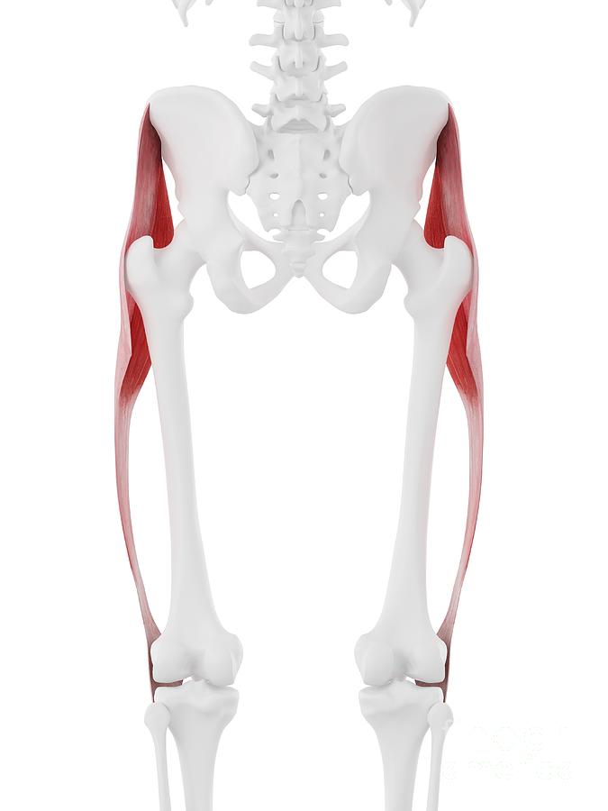 Tensor Fascia Lata Muscle by Sebastian Kaulitzki/science Photo Library