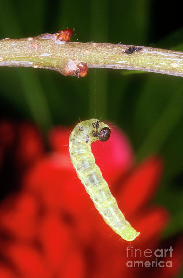 Wildlife Photograph - Tent Caterpillar by Dr. John Brackenbury/science Photo Library