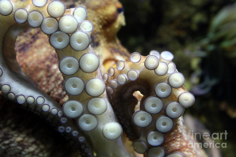 Tentacles of octopus close up Photograph by Gregory DUBUS