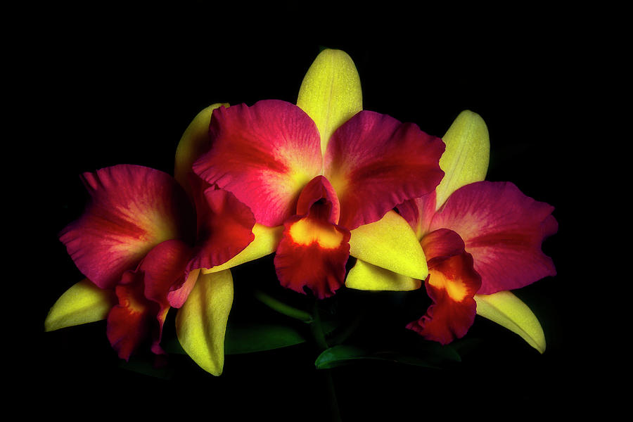 Teqiuila Sunrise by Cyndy Doty Teqiuila Sunrise by Cyndy Doty